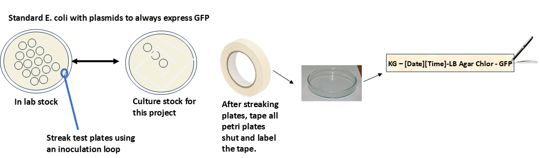 Culture GFP-bearing E. coli