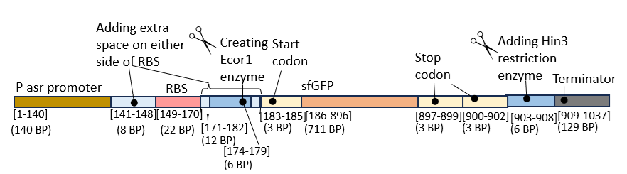 The genetic circuit for this project