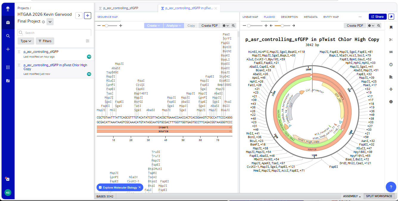 Final plasmid map with the insert sequence