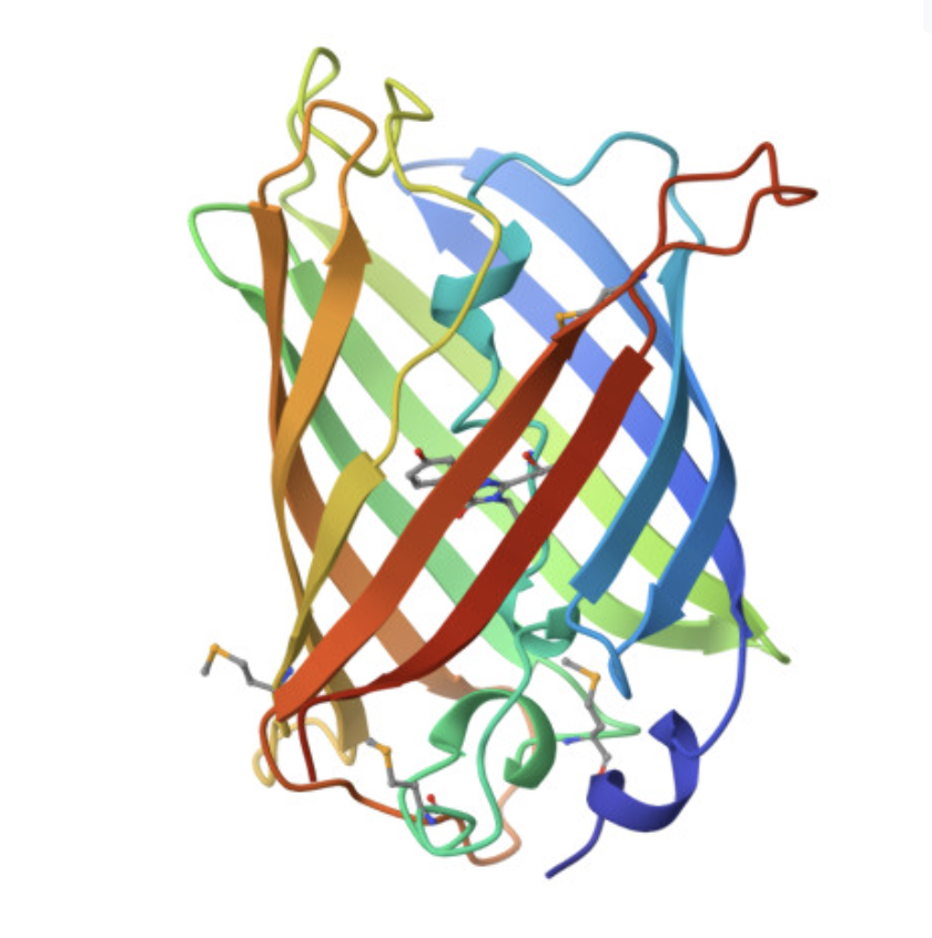GFP rainbow cartoon structure