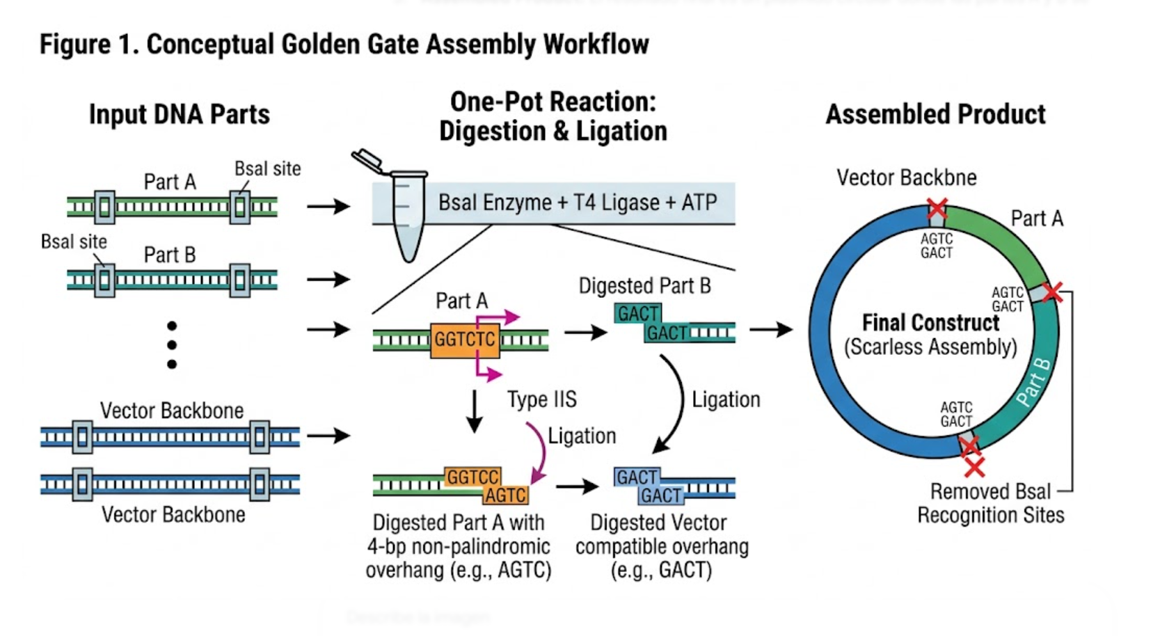Golden Gate Assembly diagram