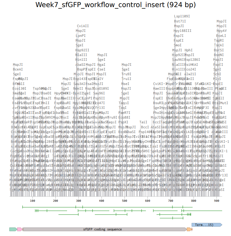 Annotated insert in Benchling