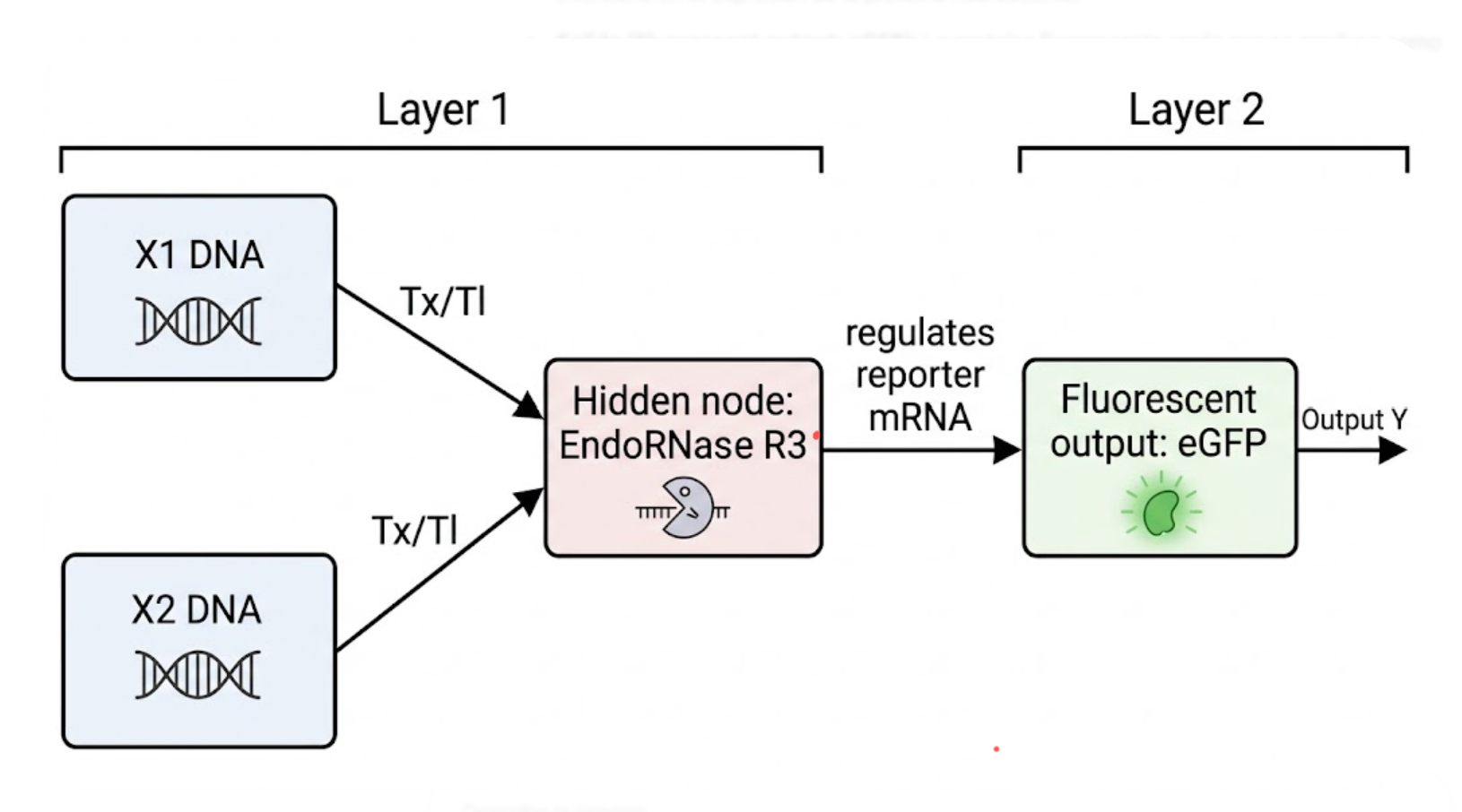 Multilayer intracellular perceptron