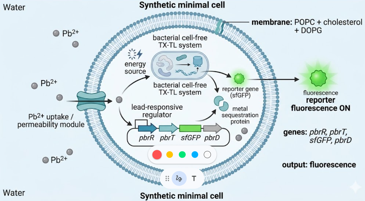Synthetic minimal cell for lead sensing