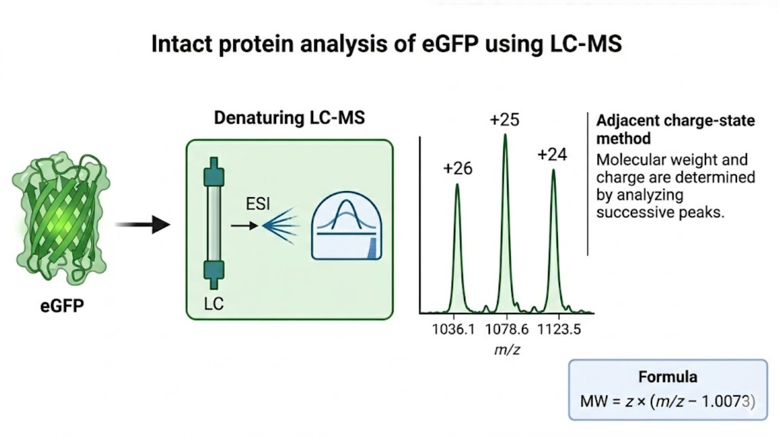 Figure 1. Schematic overview of intact eGFP molecular-weight analysis by LC-MS.