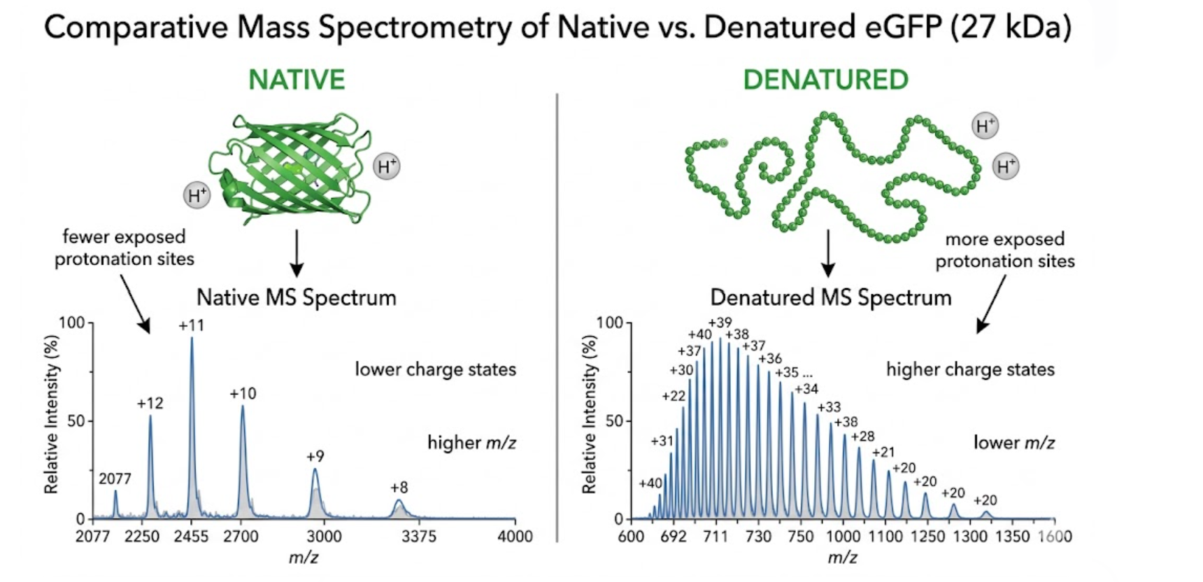 Figure 5. Comparison between native and denatured eGFP mass spectra.