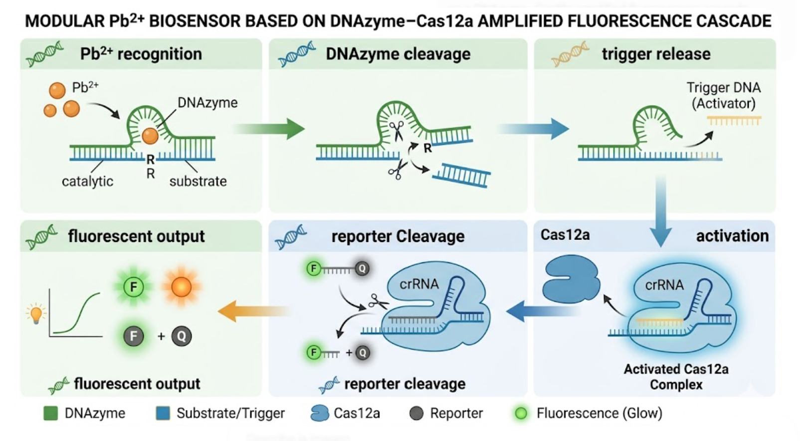 Figure 6. Modular Pb2+ DNAzyme–Cas12a biosensor concept for the final project.