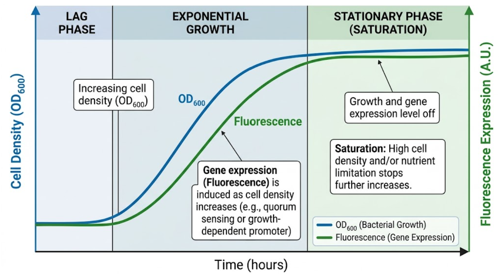 Growth vs expression