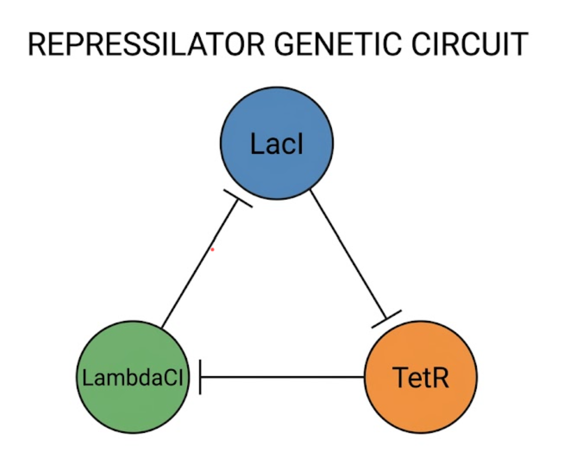 Repressilator landscape