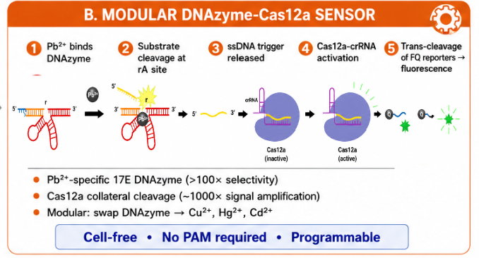 Modular DNAzyme-Cas12a sensor