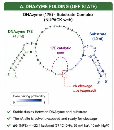 DNAzyme-Substrate complex NUPACK fold