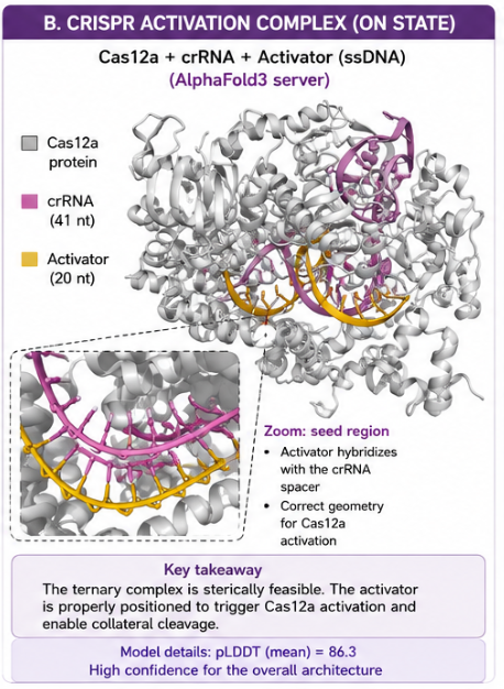 Cas12a activation complex