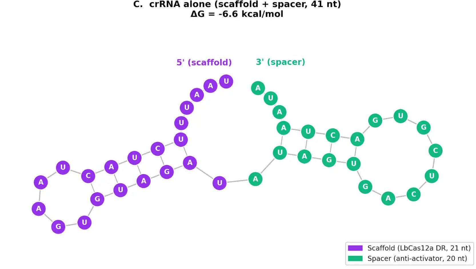 crRNA alone folding