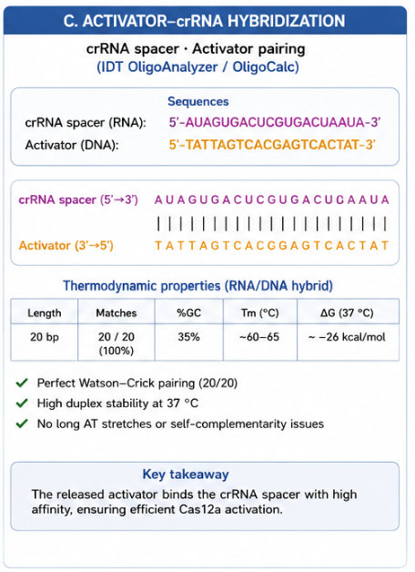 Activator-crRNA hybridization