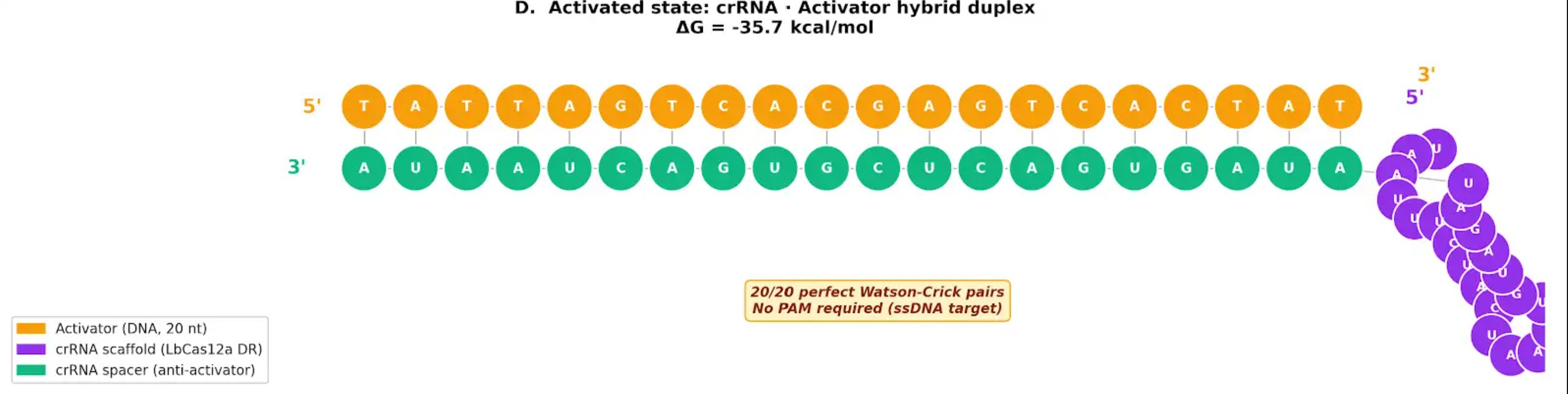 crRNA-Activator hybrid duplex