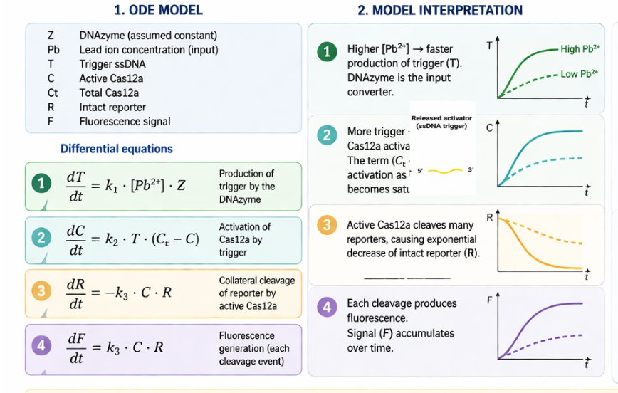ODE model and interpretation