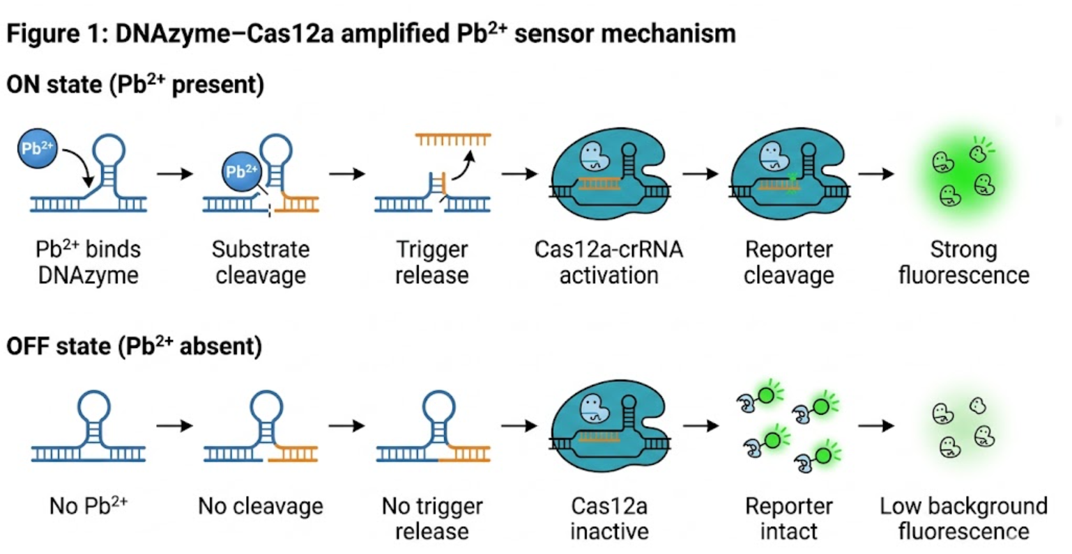 ON/OFF mechanism of the DNAzyme–Cas12a lead sensor