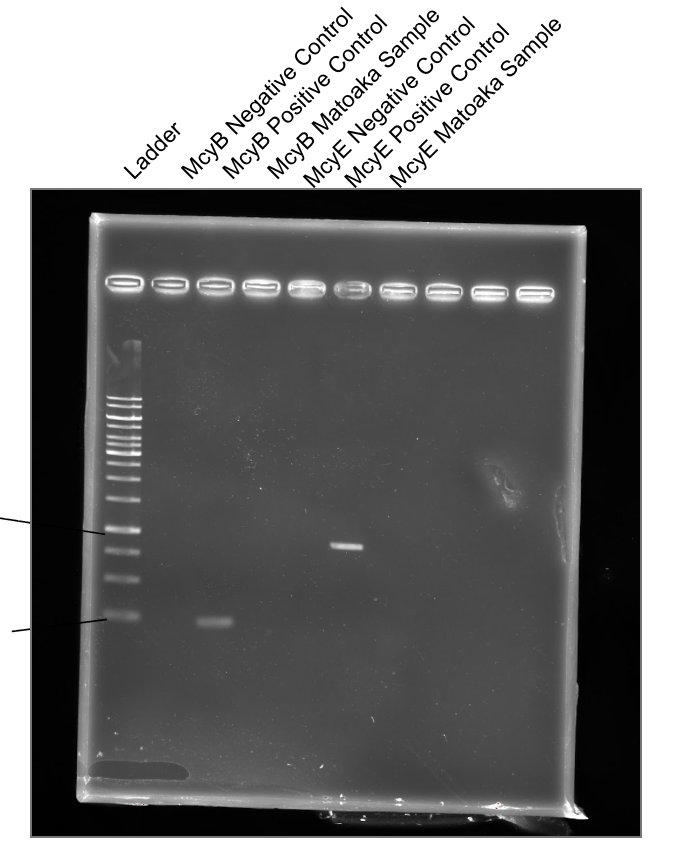 gel_PCR