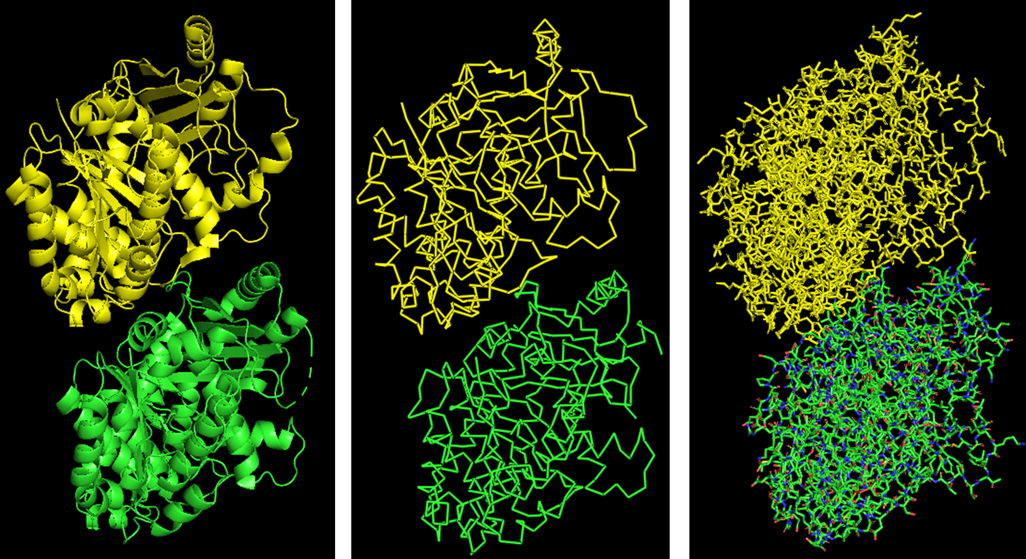 Cartoon representation of the alpha- and beta-tubulin structure.