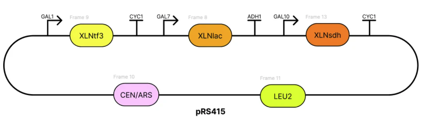 pRS415
