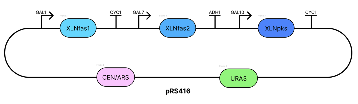 pRS416