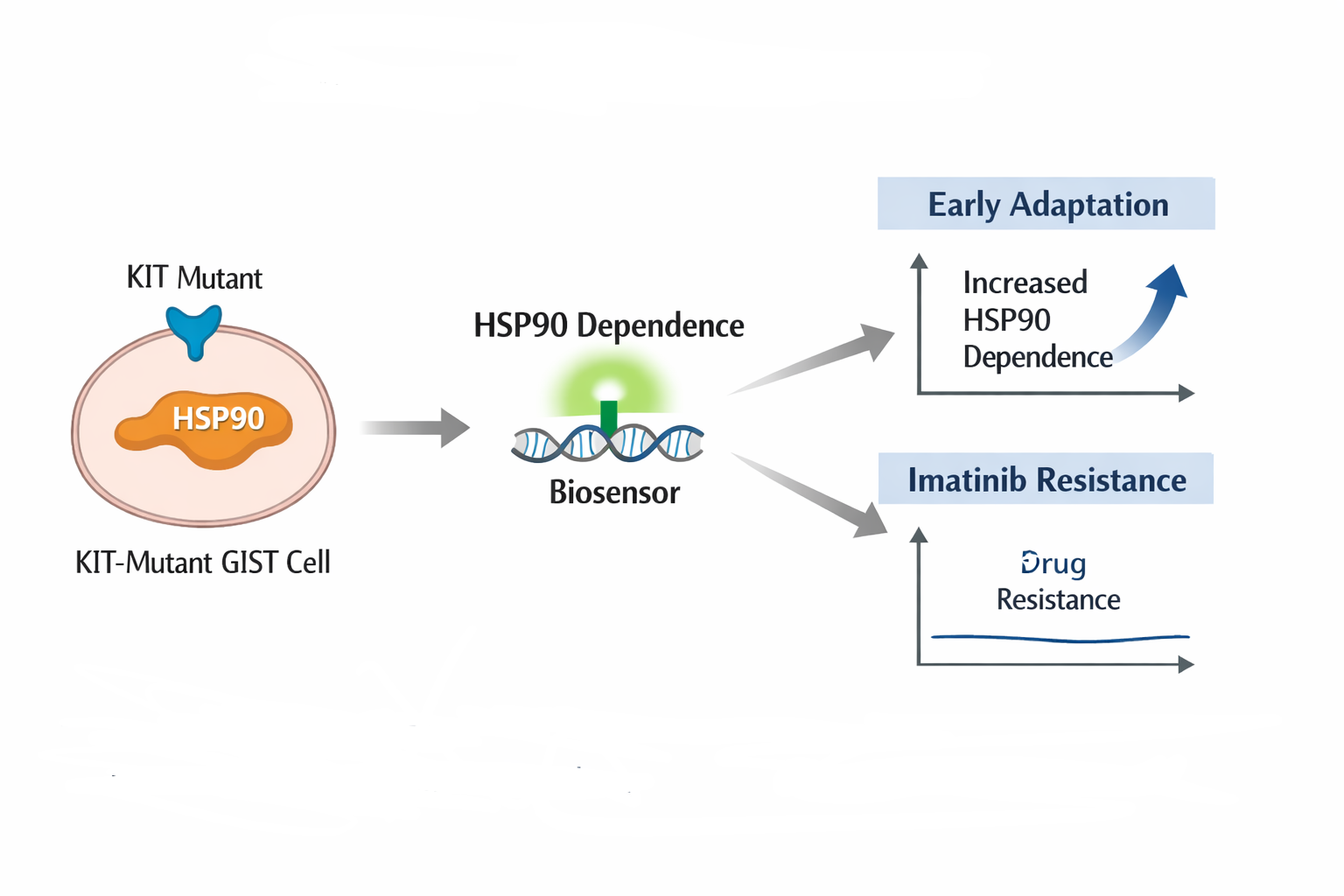 Conceptual structure of the biosensor