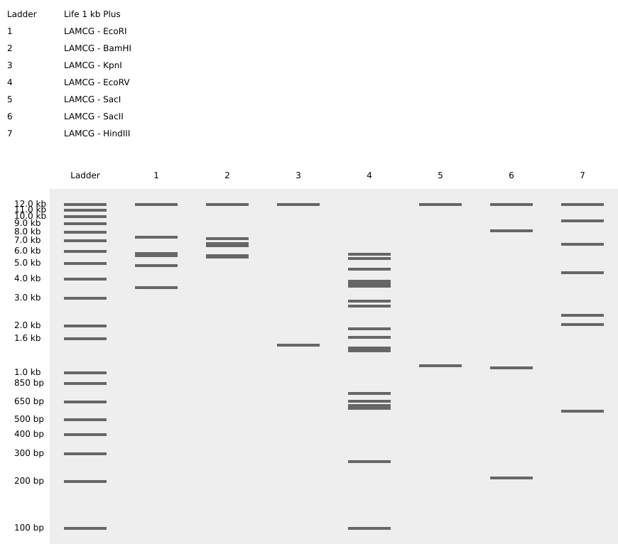 The digest sequence with the digestor enzymes gived