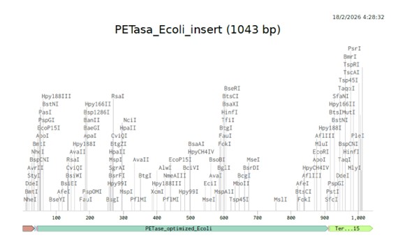 Petasa_Ecoli_Insert