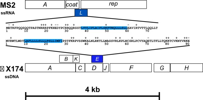 Figura 14. MS2 genome overlap