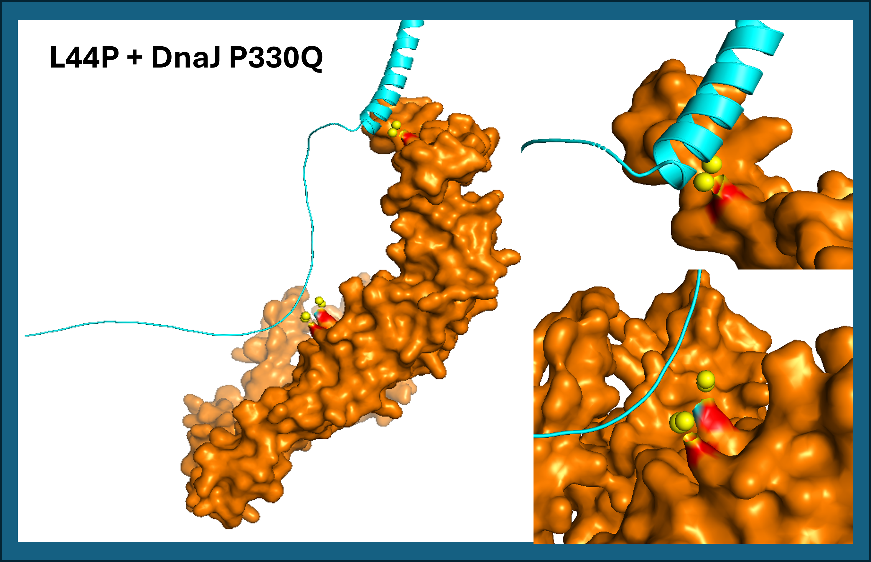 L44P + DnaJ P330Q