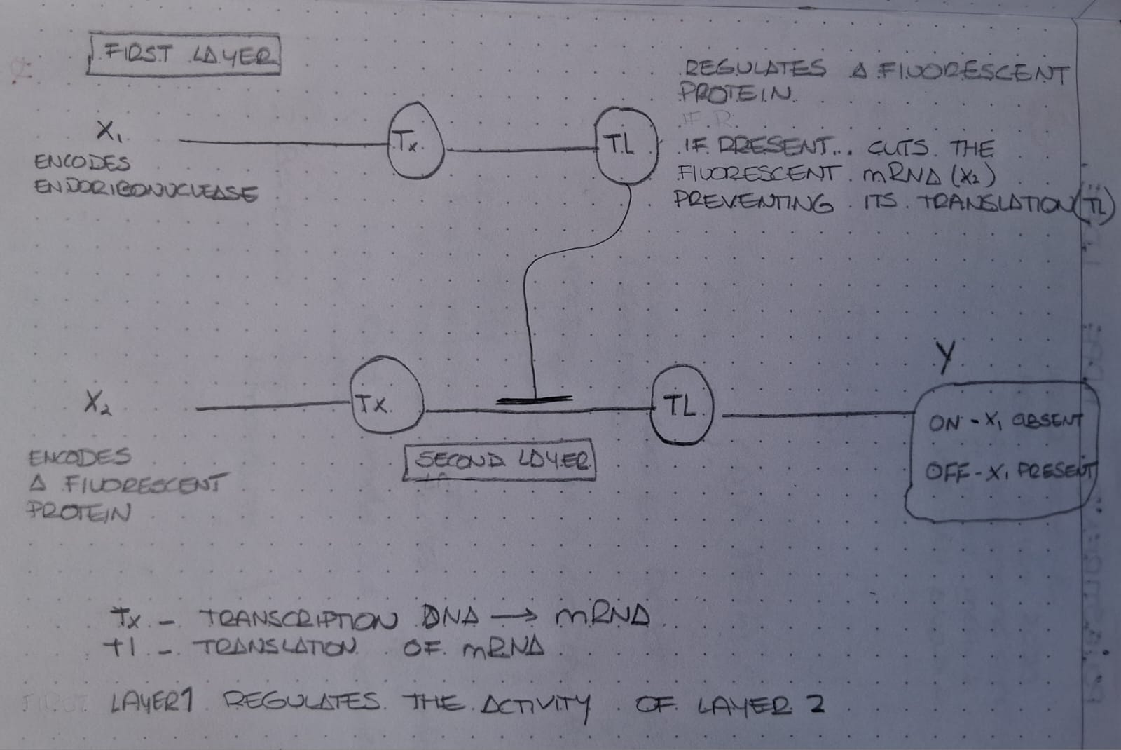 intracellular Perceptron