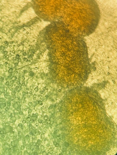 Week 1 HW: Principles and Practices