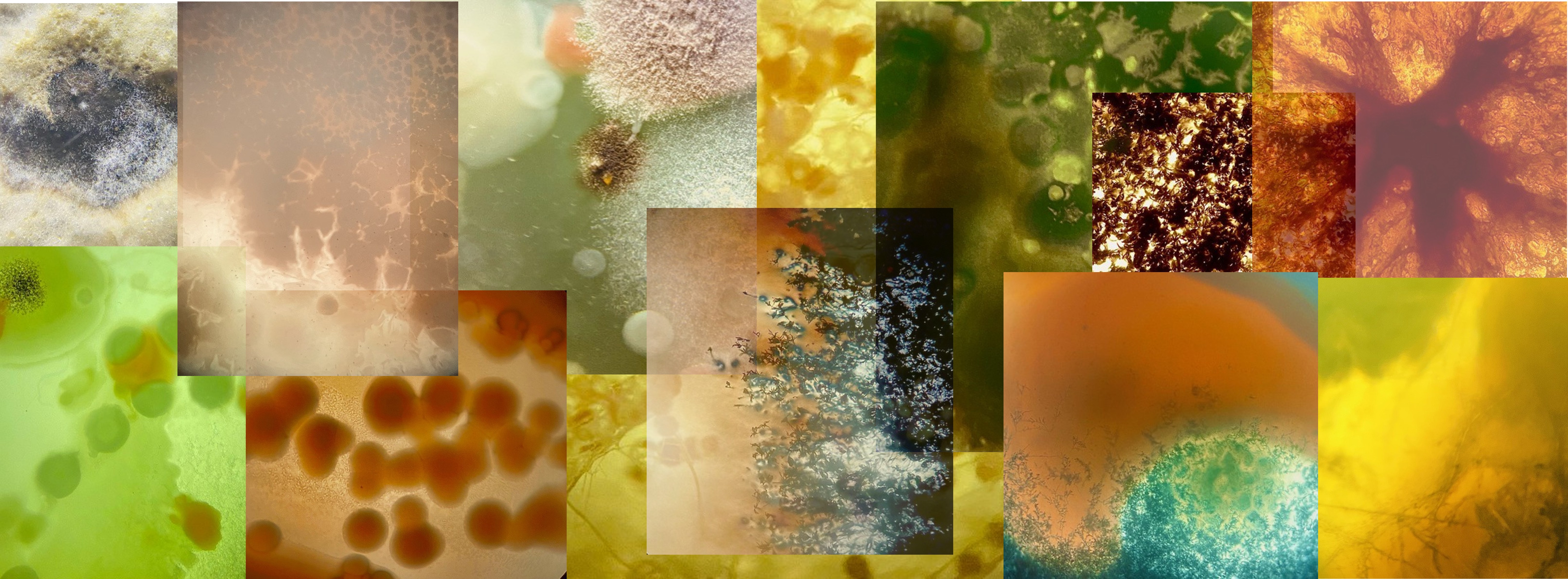 Microbial biopigments visualization