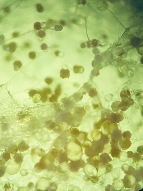 Week 2 HW: DNA Read, Write, & Edit