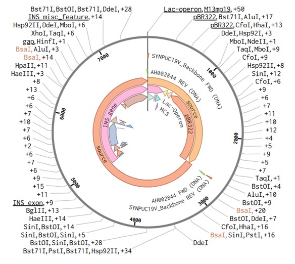 plasmid
