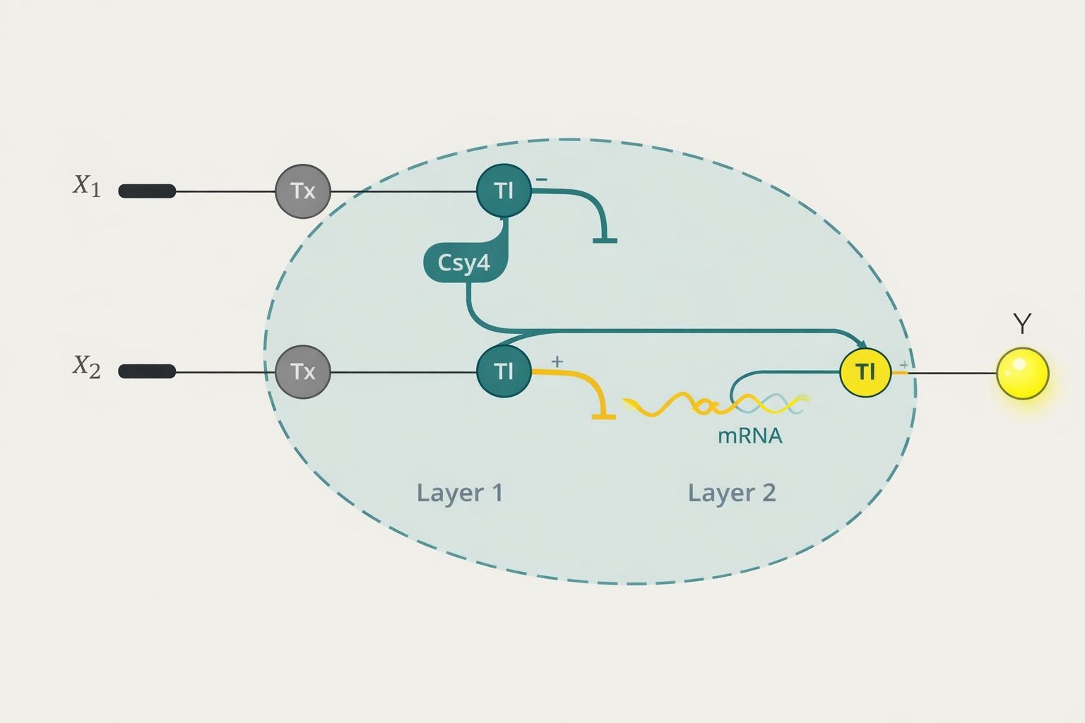 Week 7 HW: genetic circuits part ii