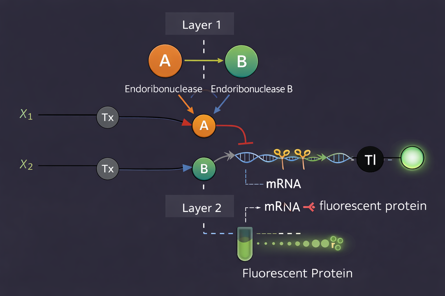 Bioe