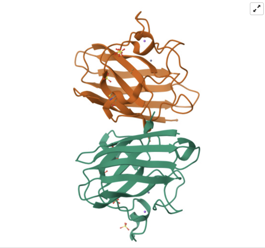 images/week-05/homodimer.png