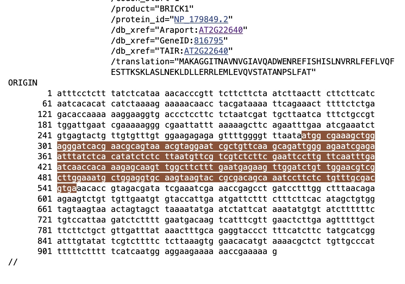 Arabidopsis thaliana Brick