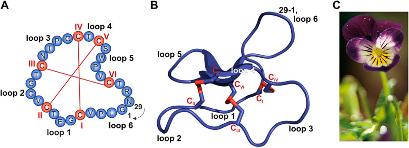 mycyclotide