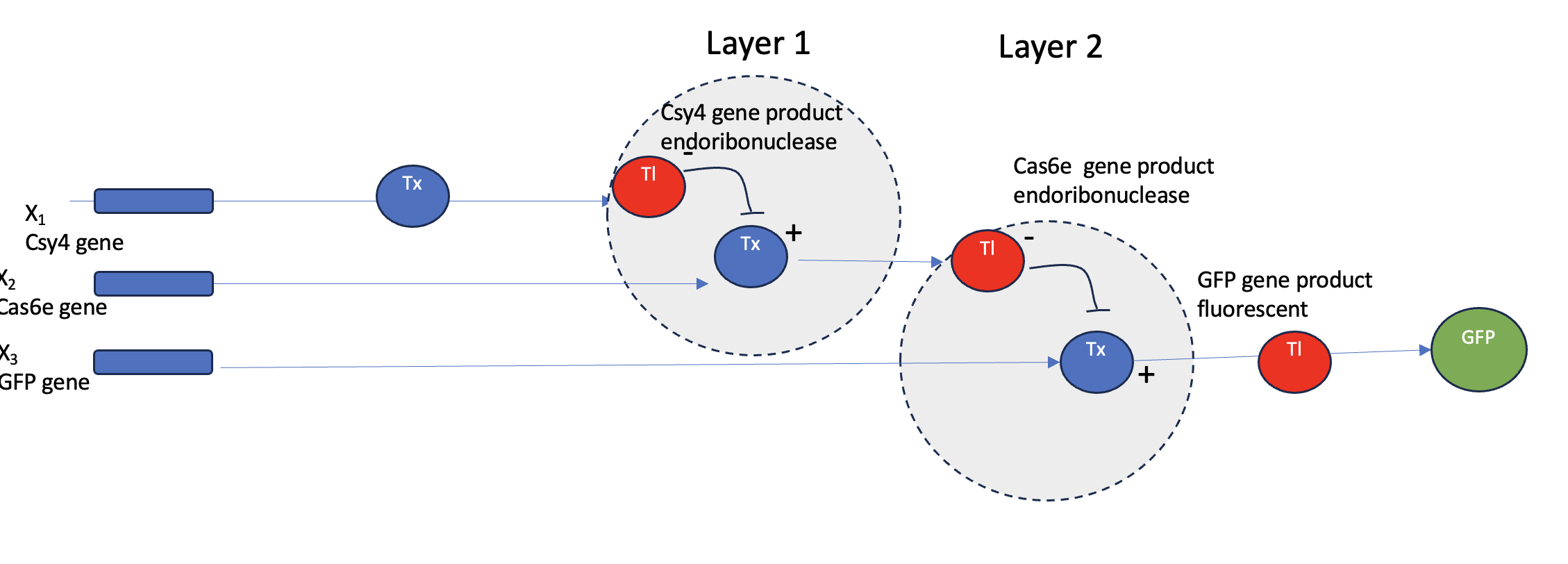 Gene Circuit