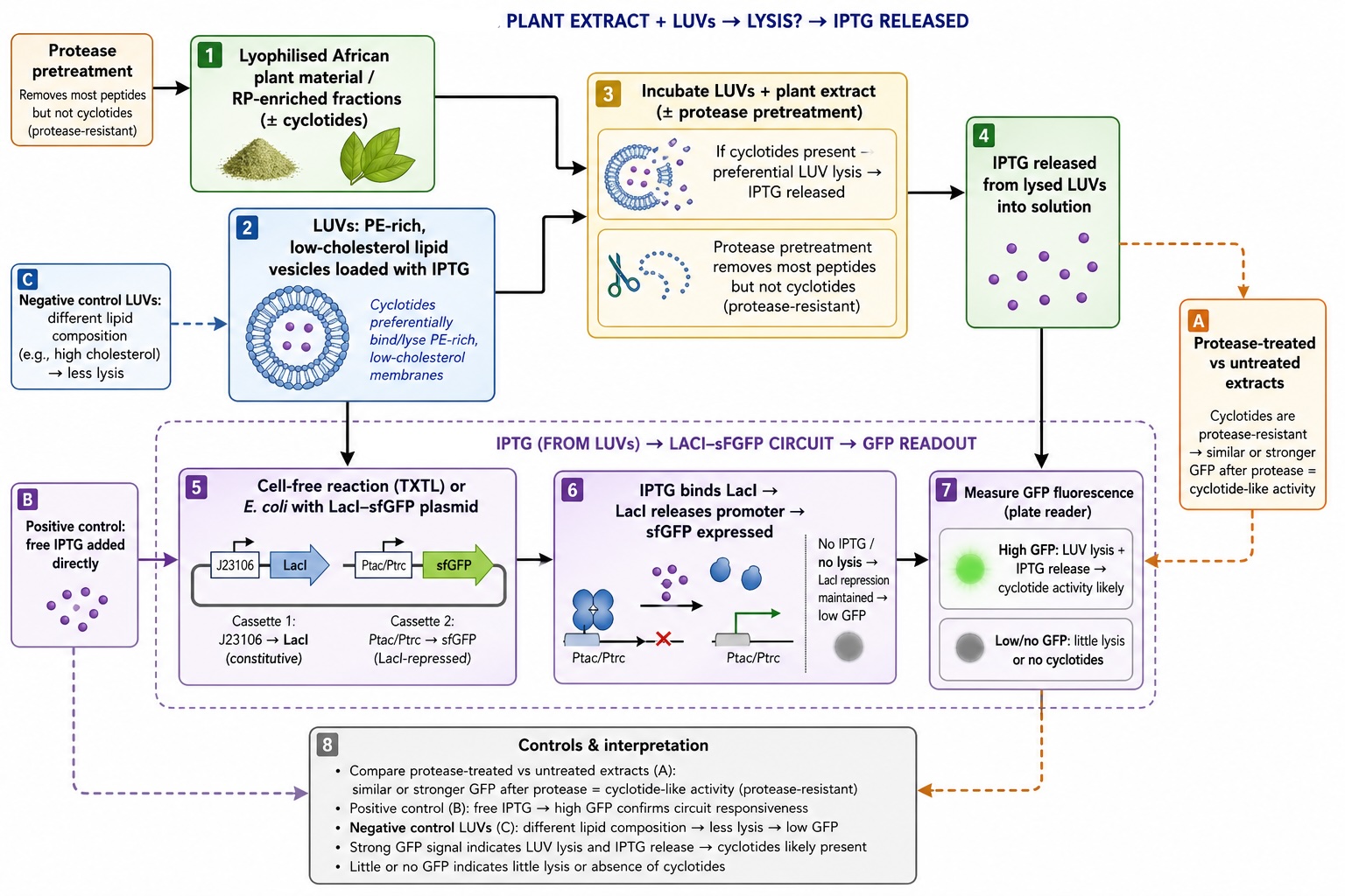 Cyclotide Biosensor Assay Overview