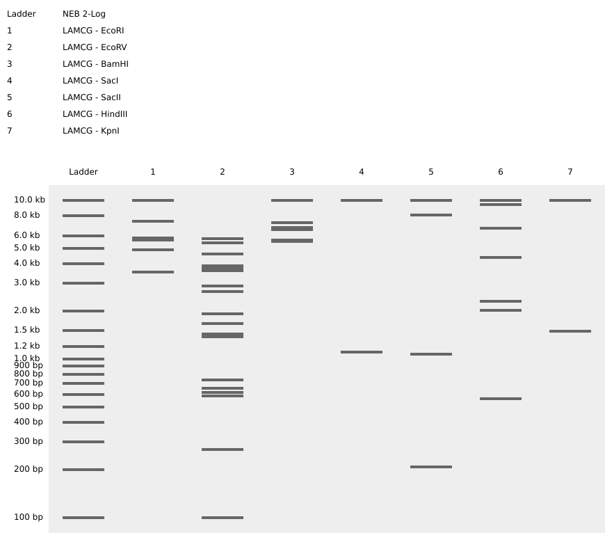 Restriction Enzymes