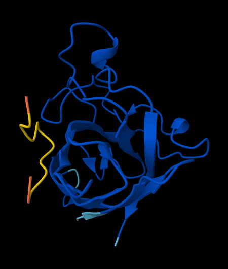 third-peptide