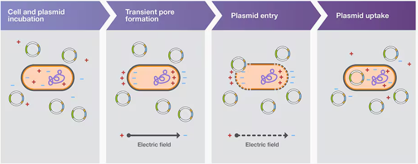 electroporation