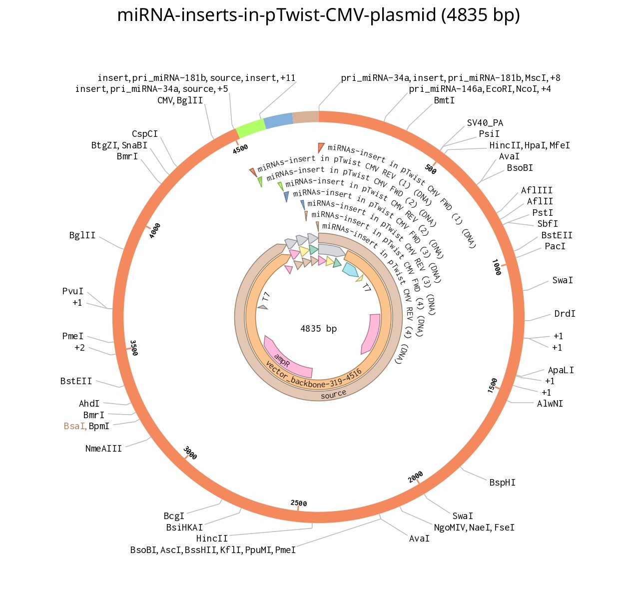 microRNA-inserts-in-plasmid