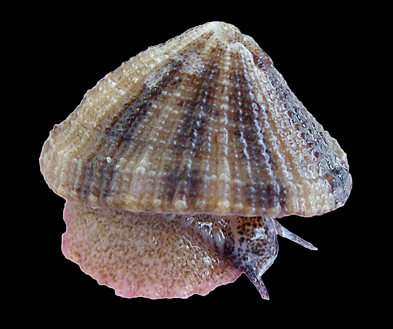 Cayenne keyhole limpet (Diodora cayenensis)