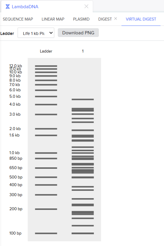 Virtual Digest of Lambda DNA using a bunch of Restriction Enzymes