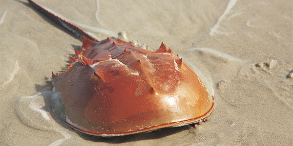 Horseshoe Crab (Limulus polyphemus)