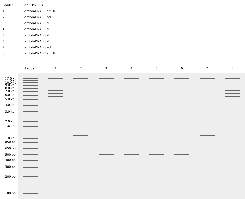 A Smiley Face Drawn using Benchling’s Virtual Digest